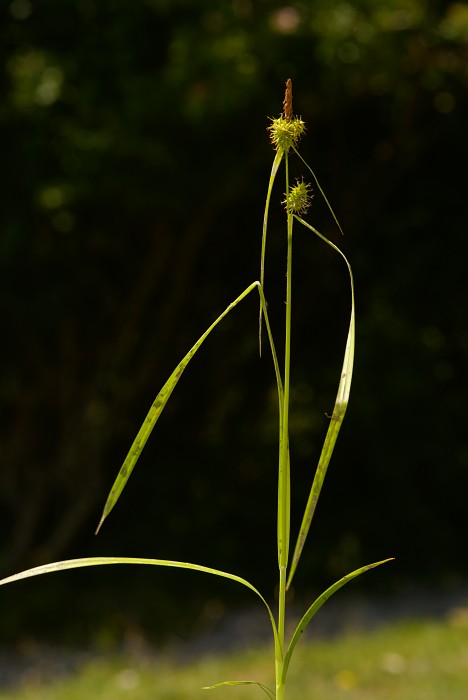 Carex flava3.jpg