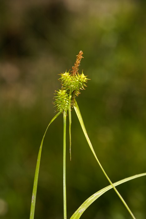 Carex flava.jpg