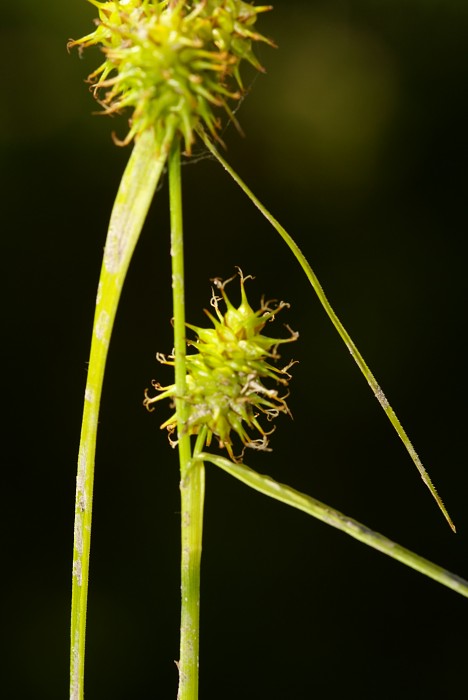 Carex flava4.jpg