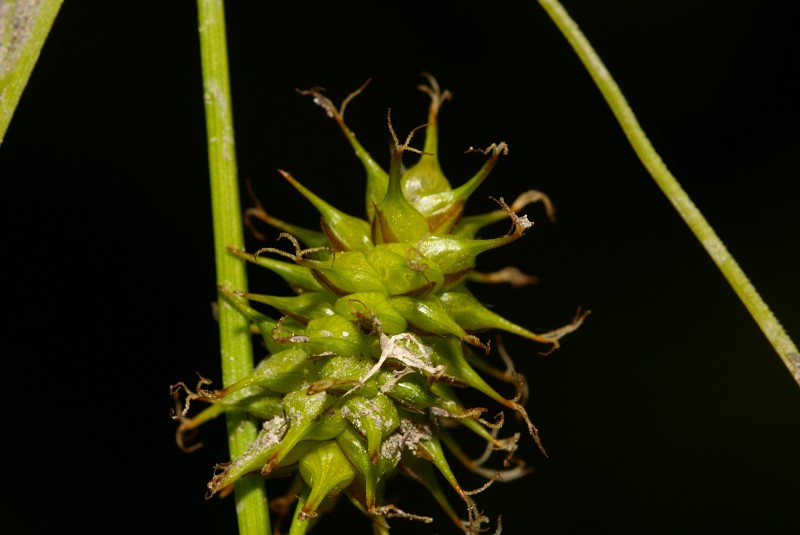 Carex flava5.JPG