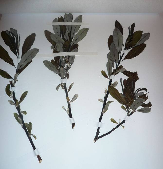 <i>Salix x marchettii</i> M. Merli & F. Mart.