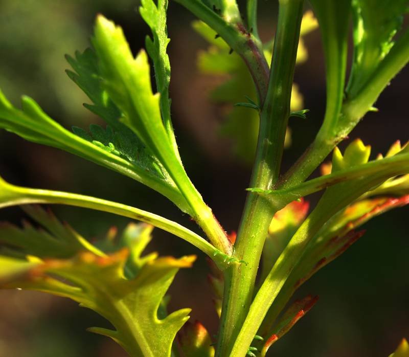 <i>Argyranthemum pinnatifidum</i> (L.f.) Webb