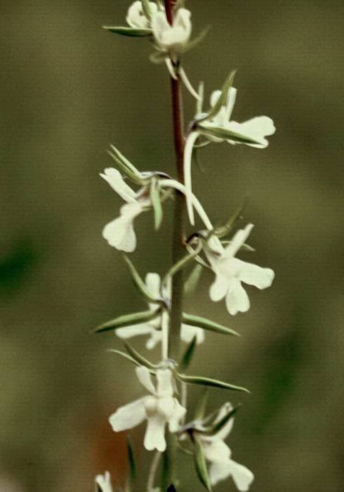 <i>Linaria chalepensis</i> (L.) Mill.