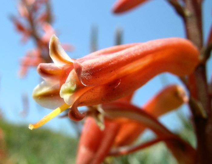 Aloe C5.jpg