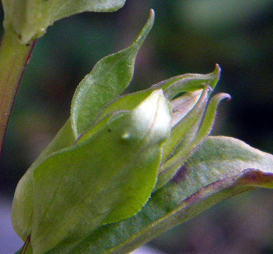 <i>Gentianella engadinensis</i> (Wettst.) Holub