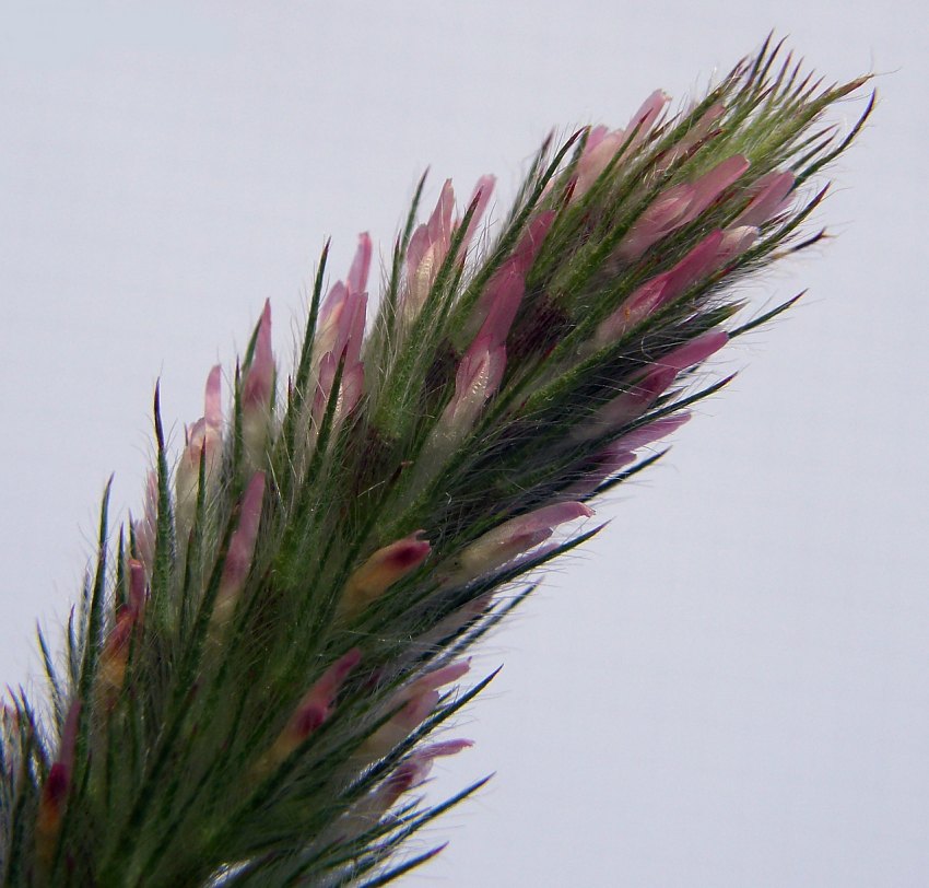 Trifolium-angustifolium-F-09-1u-ER.JPG