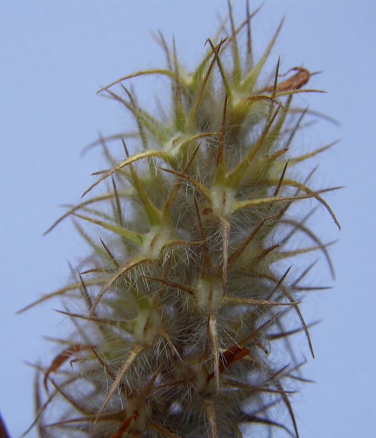 Trifolium-angustifolium-F-09-1y-ER.JPG