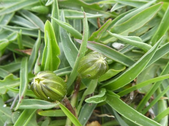 Armeria gracilis subsp. majellensis (Boiss.) Arrigoni (b).JPG