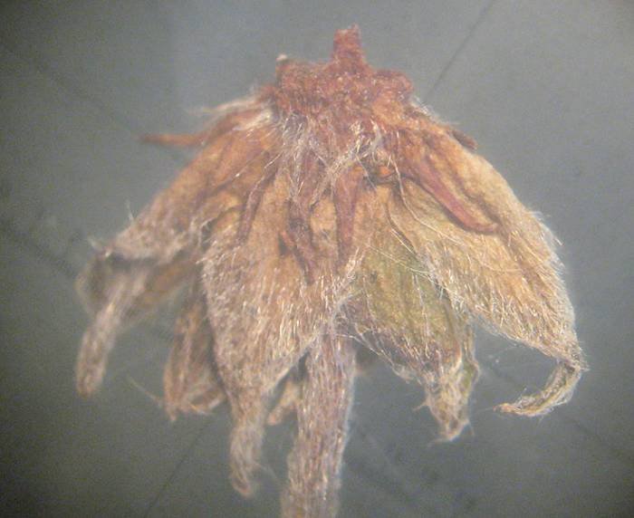 <i>Fragaria vesca</i> L. subsp. <i>vesca</i>
