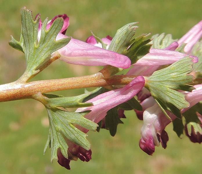 <i>Corydalis densiflora</i> C.Presl