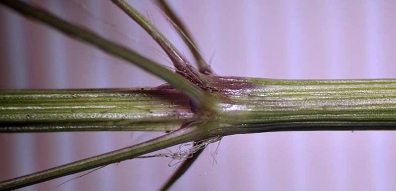 <i>Eragrostis mexicana</i> (Hornem.) Link subsp. <i>virescens</i> (J.Presl) S.D.Koch & Sánchez Vega