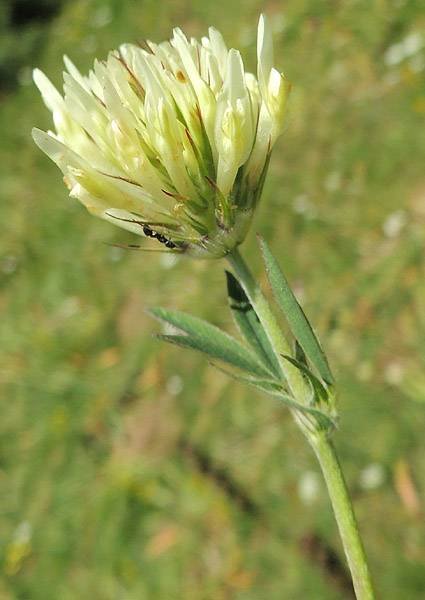 <i>Trifolium ochroleucon</i> Huds.