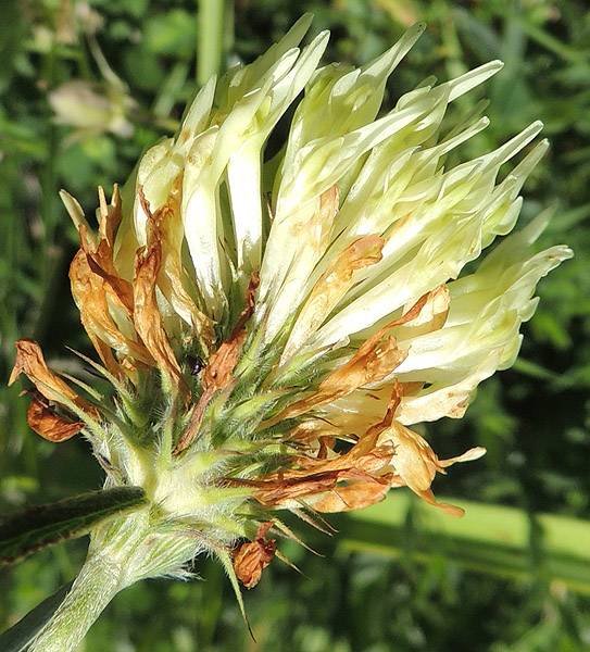 <i>Trifolium ochroleucon</i> Huds.