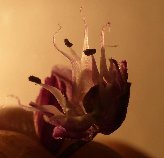 <i>Allium scorodoprasum</i> L.