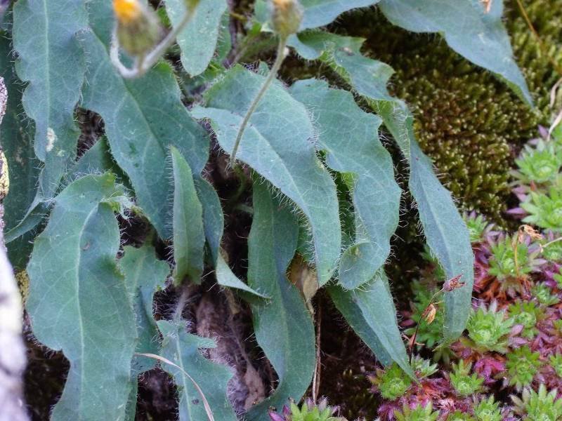 <i>Hieracium schmidtii</i> Tausch subsp. <i>brunelliforme</i> (Arv.-Touv.) O.Bolòs & Vigo