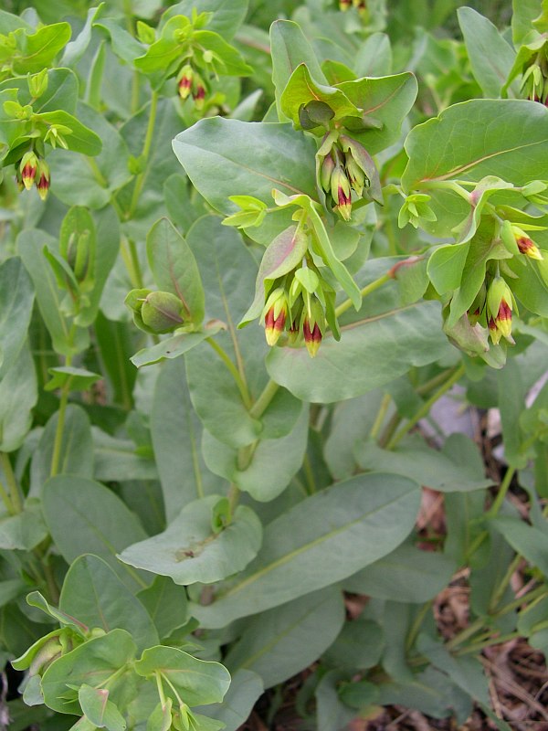<i>Cerinthe minor</i> L. subsp. <i>auriculata</i> (Ten.) Domac