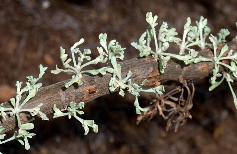 <i>Artemisia absinthium</i> L.