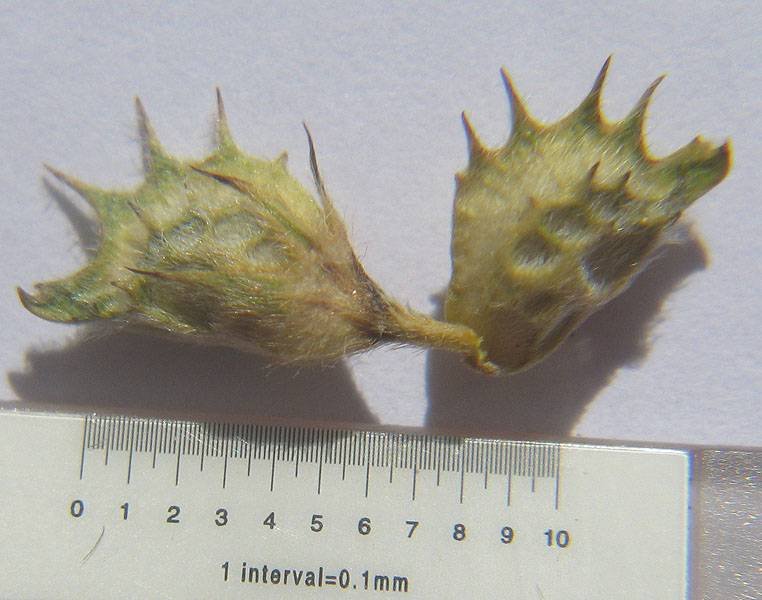 <i>Onobrychis alba</i> (Waldst. & Kit.) Desv. subsp. <i>pentelica</i> (Hausskn.) Nyman