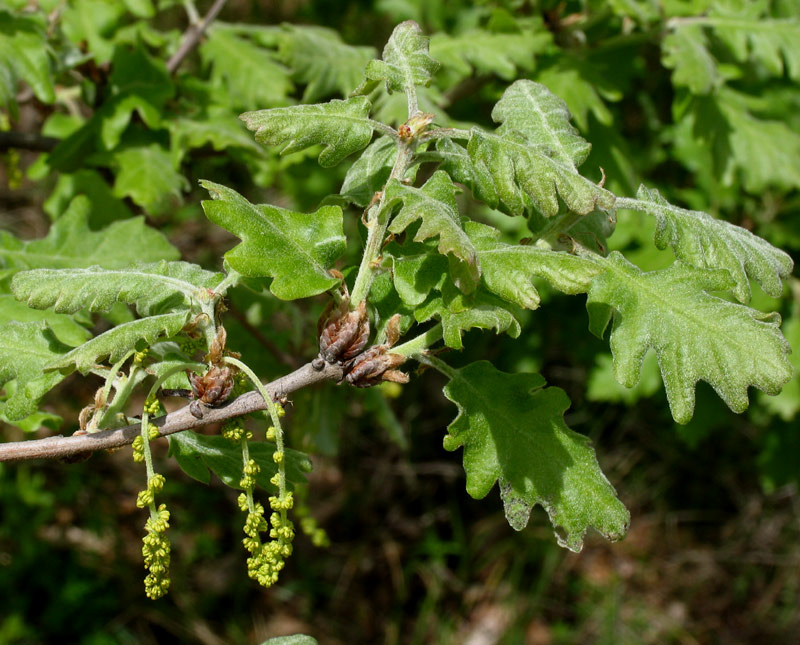 <i>Quercus pubescens</i> Willd.