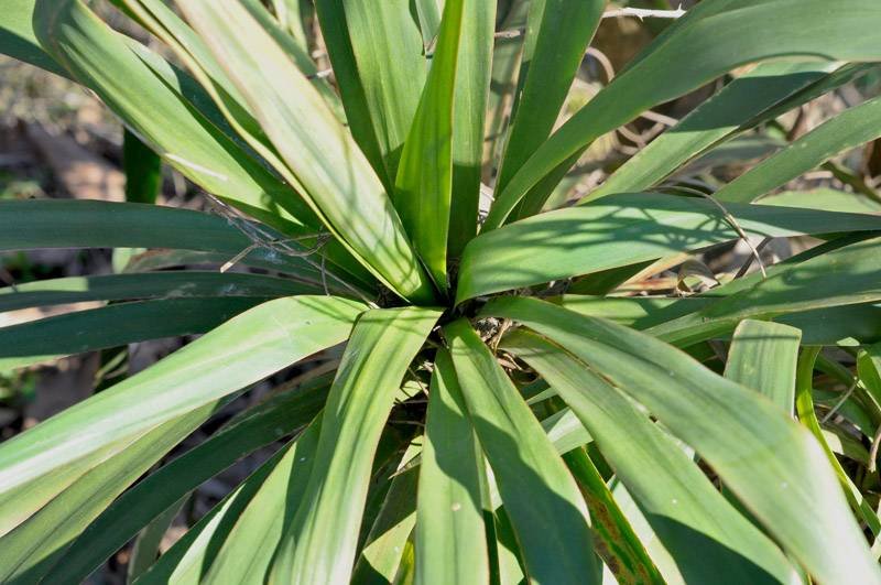 <i>Yucca recurvifolia</i> Salisb.