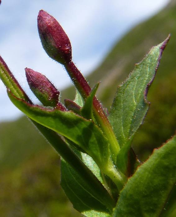 <i>Epilobium alsinifolium</i> Vill.