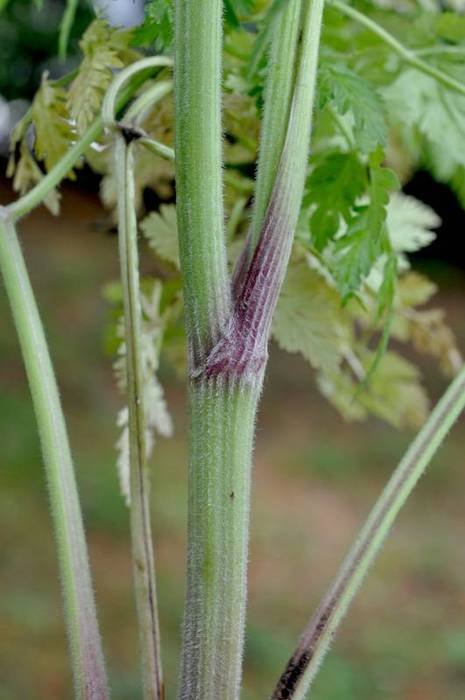 <i>Chaerophyllum bulbosum</i> L. subsp. <i>bulbosum</i>