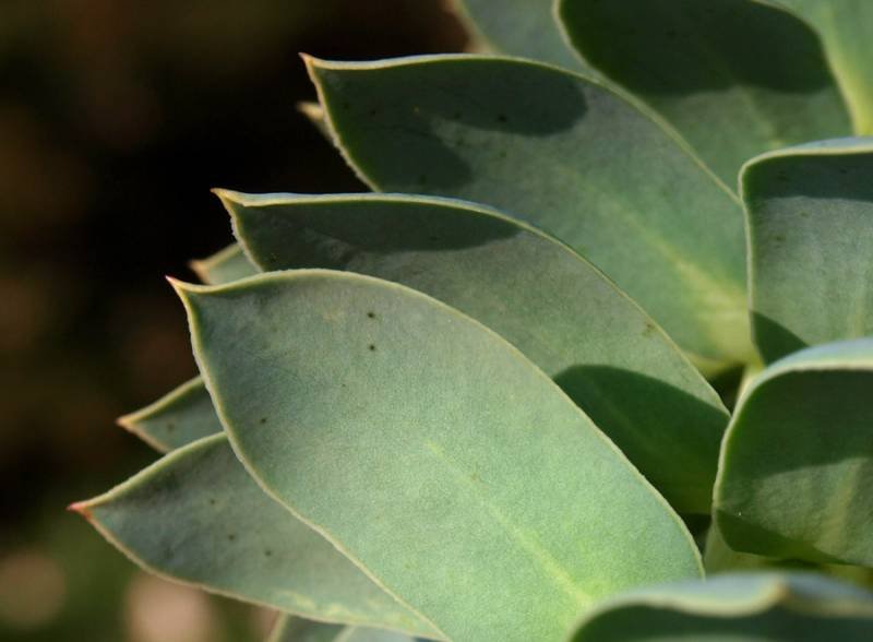 Euphorbia-myrsinites-09-(9).jpg