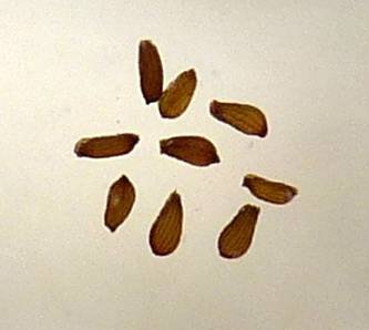 <i>Hylotelephium anacampseros</i> (L.) H.Ohba