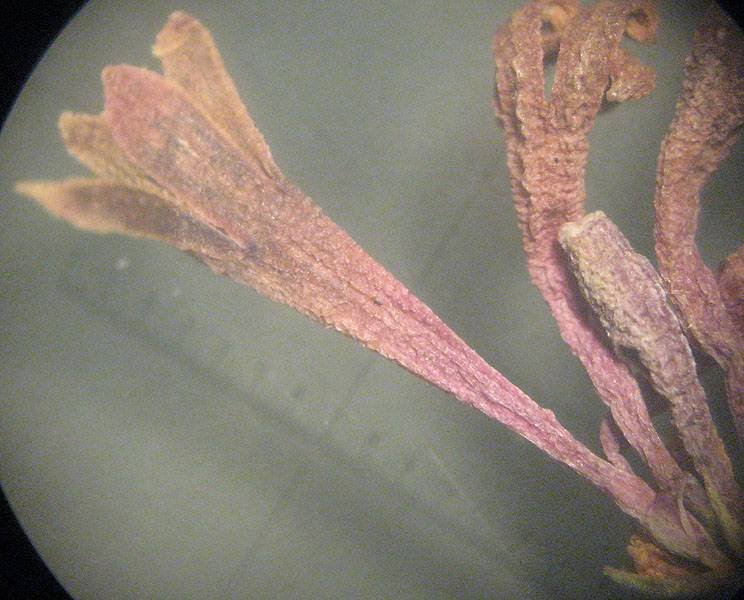 <i>Cynanchica aristata</i> (L.f.) P.Caputo & Del Guacchio subsp. <i>aristata</i>