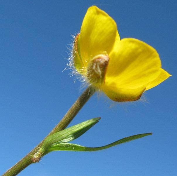 <i>Ranunculus pollinensis</i> (N.Terracc.) Chiov.