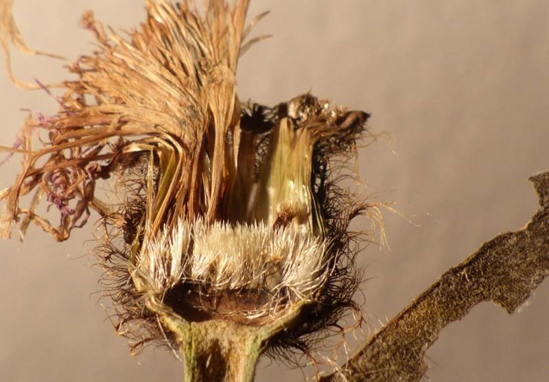 <i>Centaurea uniflora</i> Turra