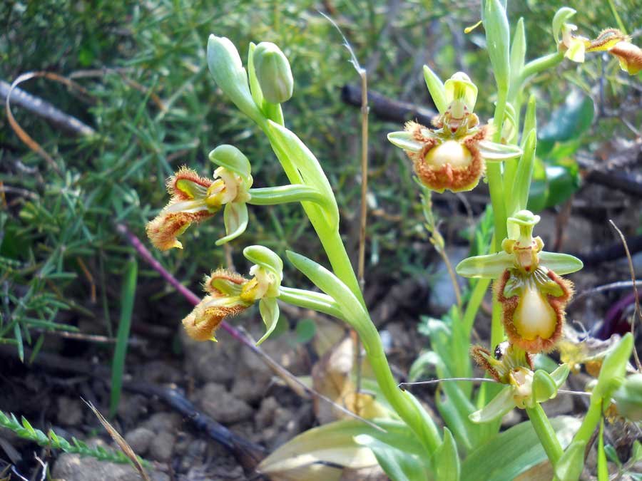 Ophrys-speculum-Link-.-(=-O.jpg