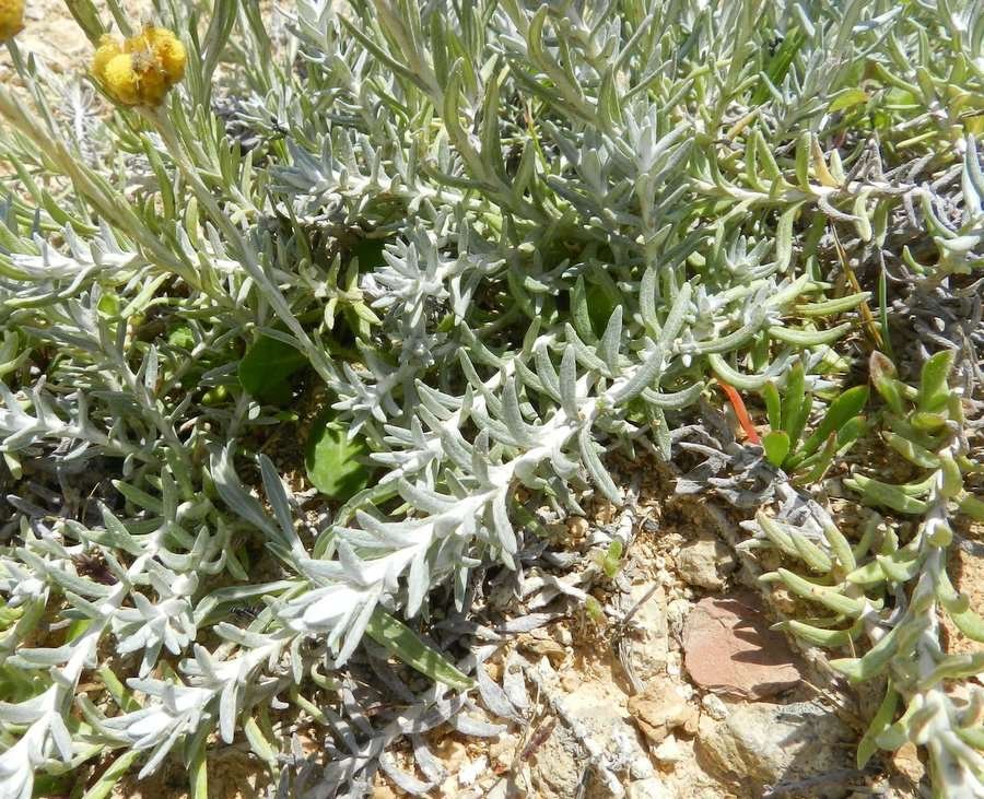<i>Helichrysum stoechas</i> (L.) Moench subsp. <i>barrelieri</i> (Ten.) Nyman