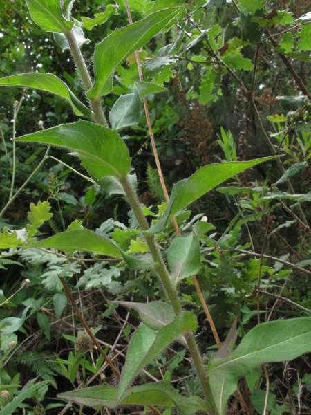 <i>Hieracium vasconicum</i> Martrin-Donos
