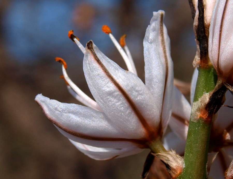 <i>Asphodelus ramosus</i> L. subsp. <i>ramosus</i>