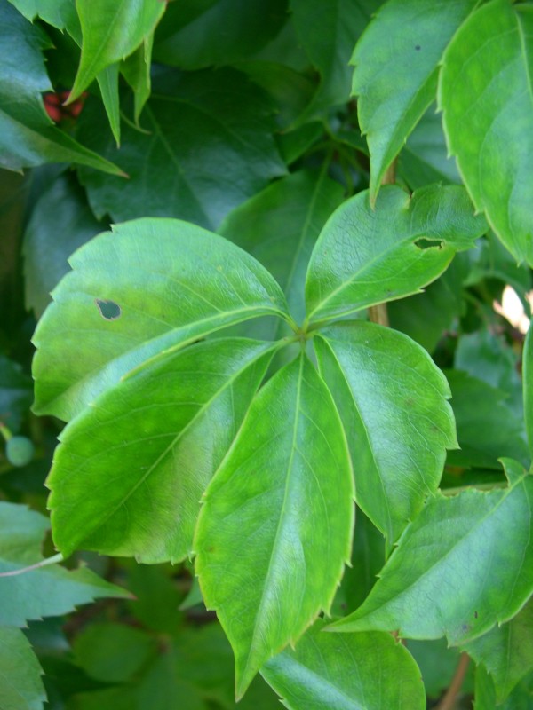 <i>Parthenocissus quinquefolia</i> (L.) Planch.