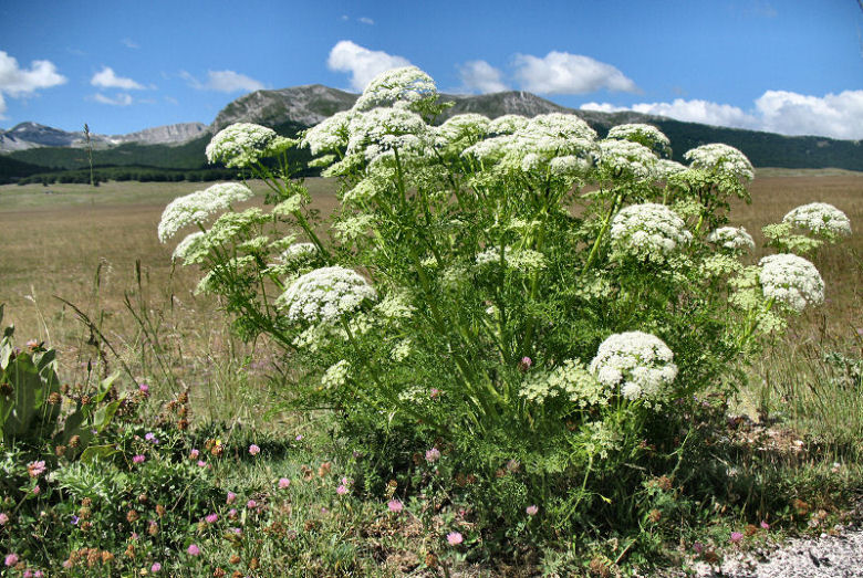 <i>Coristospermum cuneifolium</i> (Guss.) Bertol.