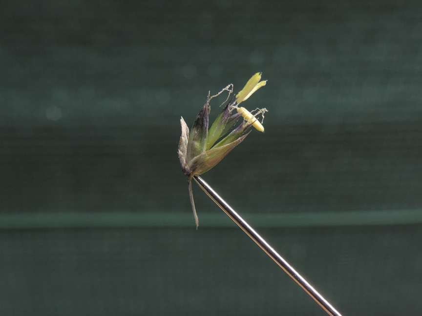 <i>Sesleria caerulea</i> (L.) Ard.