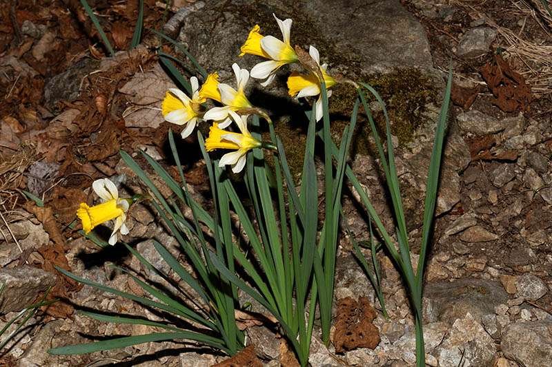 <i>Narcissus pseudonarcissus</i> L.