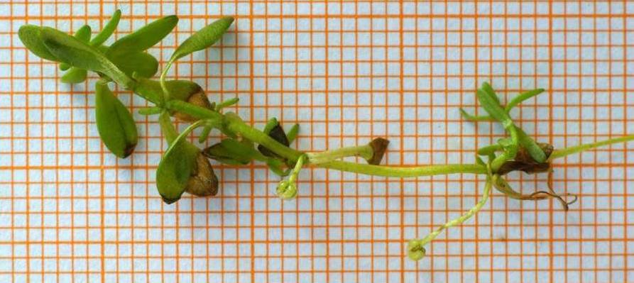 <i>Callitriche brutia</i> Petagna subsp. <i>naftolskyi</i> (Warb. & Eig) Prančl