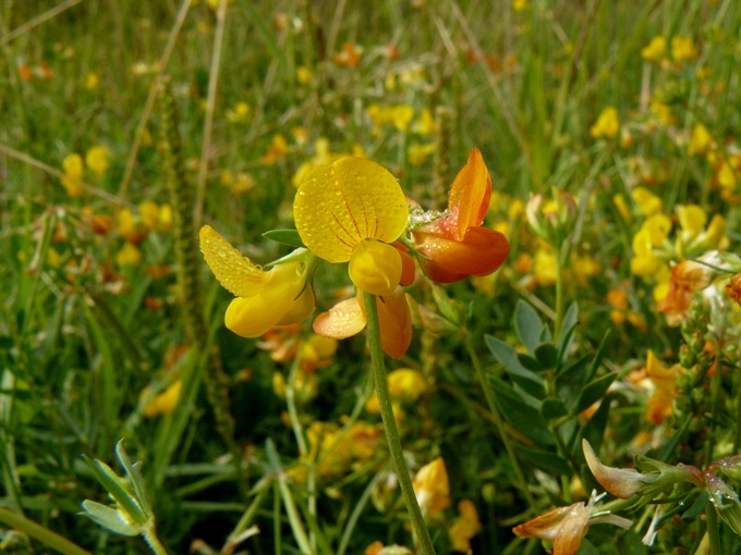 <i>Lotus tenuis</i> Waldst. & Kit. ex Willd.