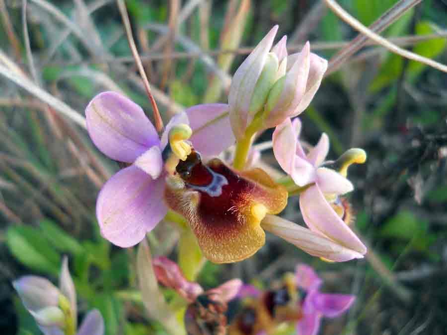 Ophrys-tenthredinifera-Will.jpg