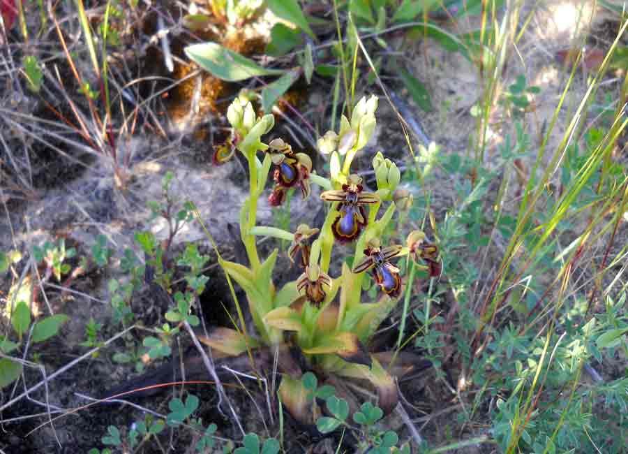 Ophrys-speculum-Link-..jpg
