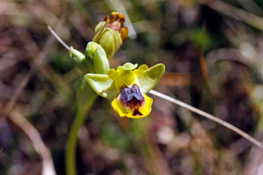 Ophrys-sicula-Tineo..jpg