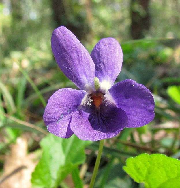 <i>Viola alba</i> Besser subsp. <i>dehnhardtii</i> (Ten.) W.Becker