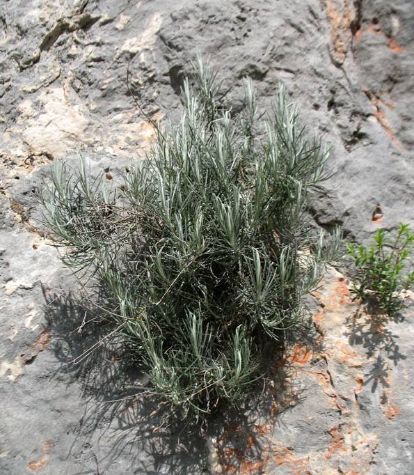 <i>Phagnalon sordidum</i> (L.) Rchb.