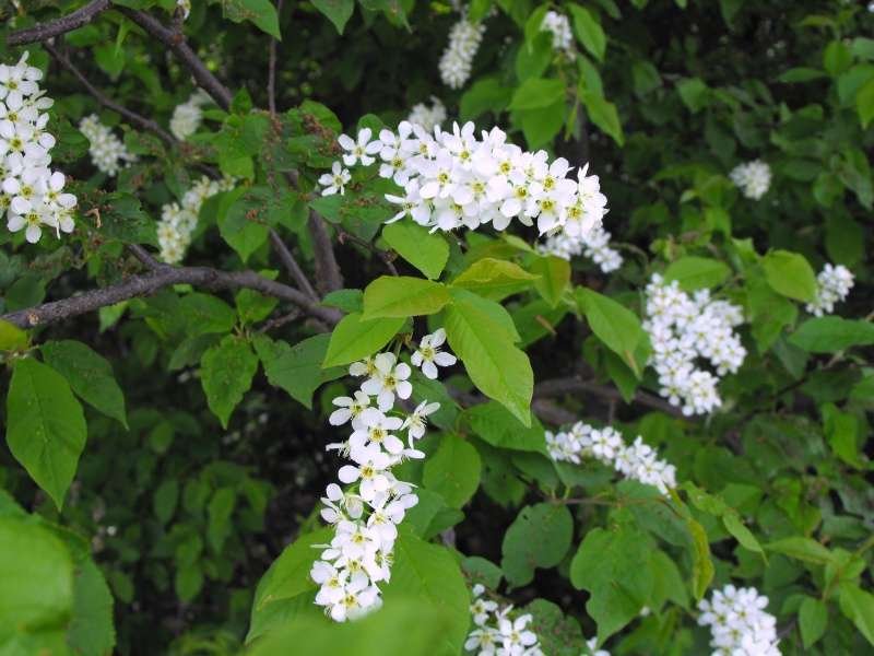 020 - Prunus padus.jpg