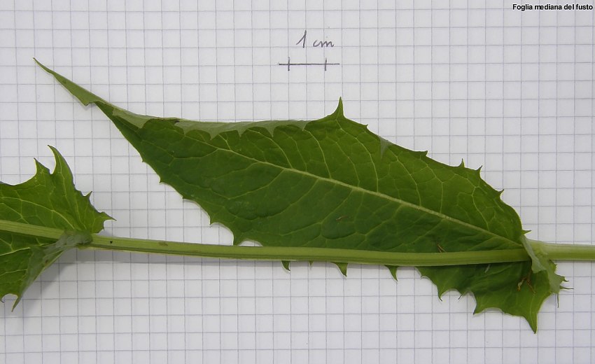 <i>Crepis paludosa</i> (L.) Moench