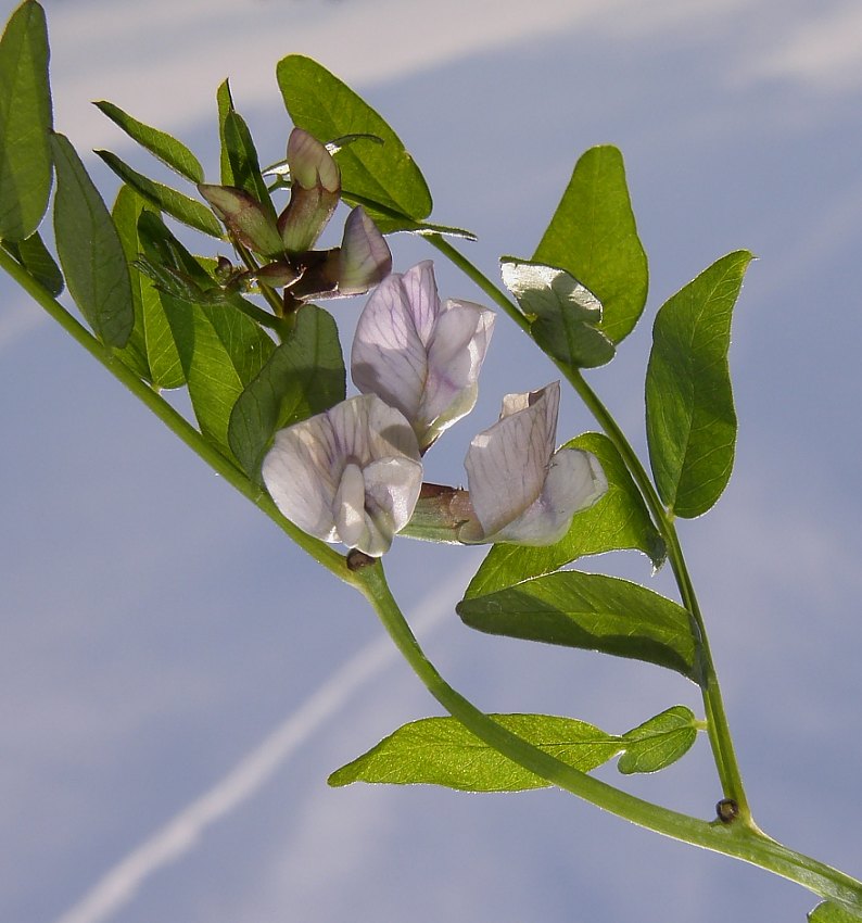 <i>Vicia sepium</i> L.
