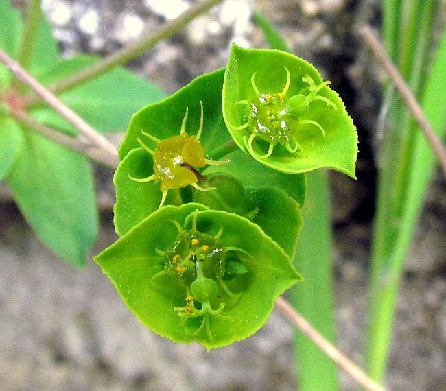 <i>Euphorbia terracina</i> L.